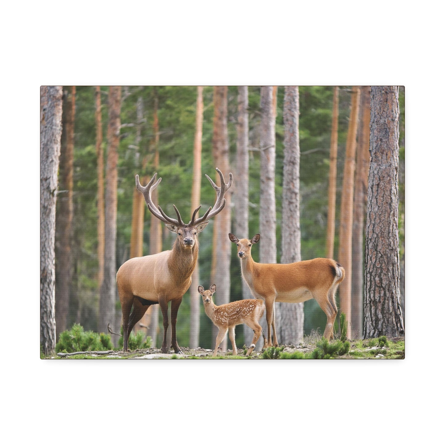 Deer Family In The Woods Wilderness Canvas Stretched, 1.5''