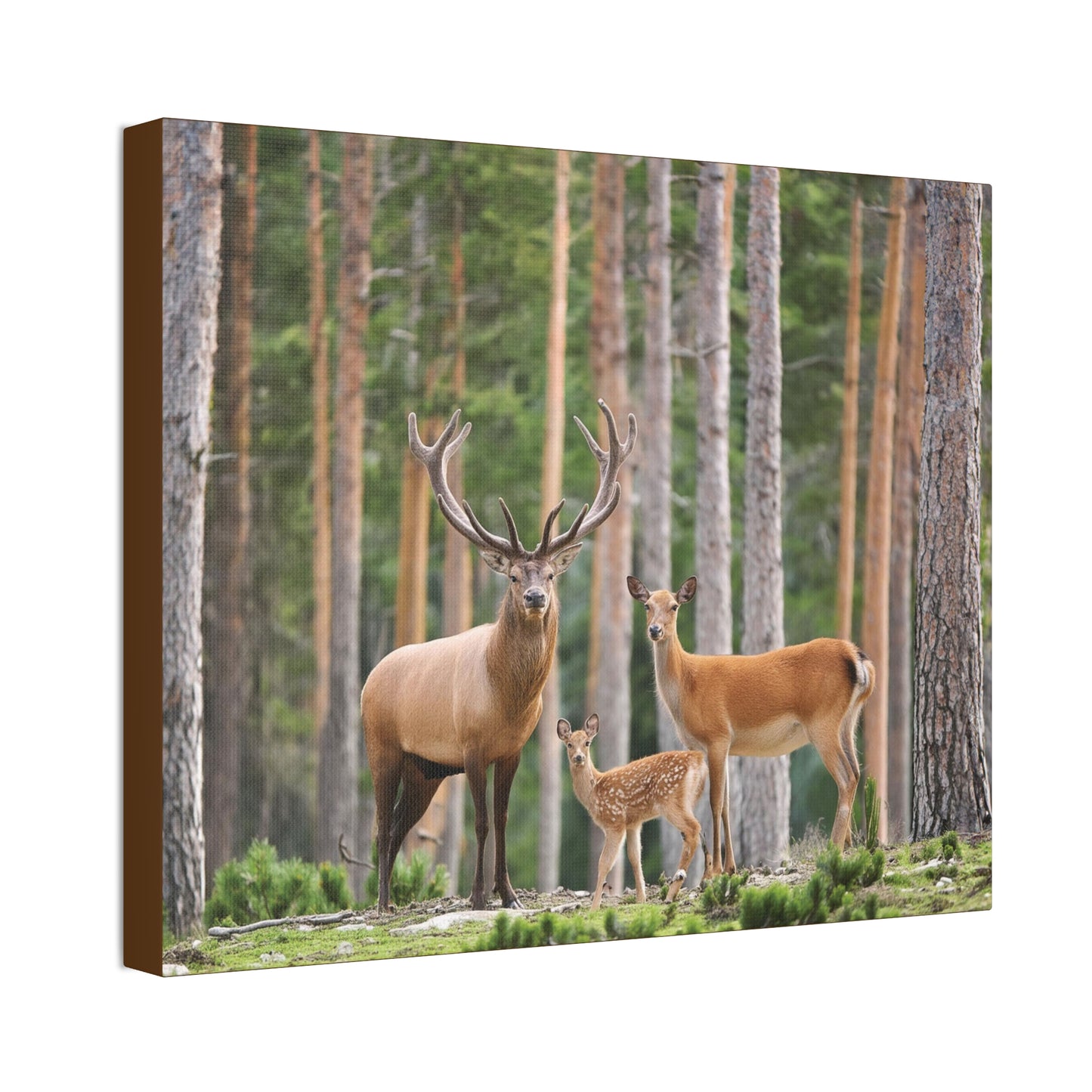 Deer Family In The Woods Wilderness Canvas Stretched, 1.5''