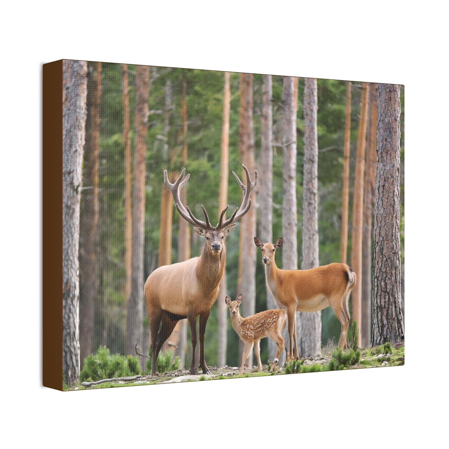 Deer Family In The Woods Wilderness Canvas Stretched, 1.5''