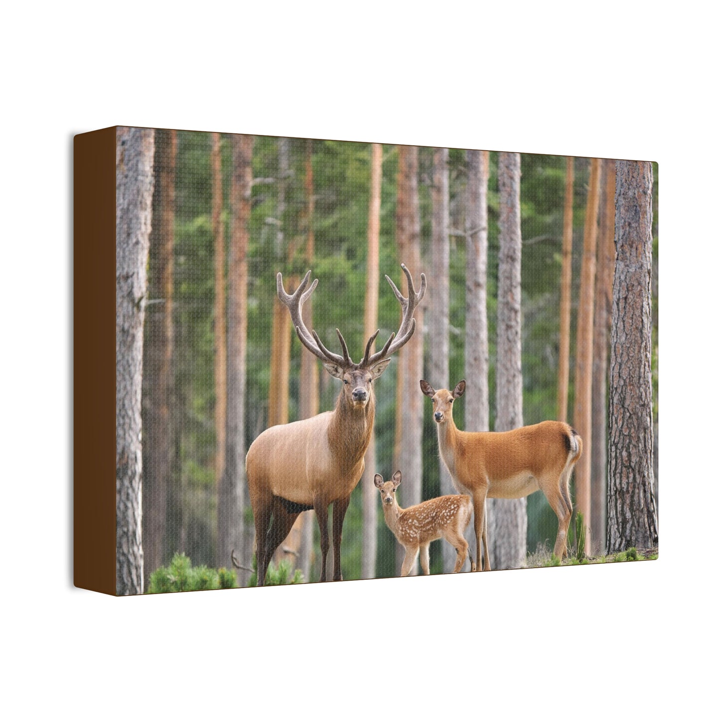 Deer Family In The Woods Wilderness Canvas Stretched, 1.5''